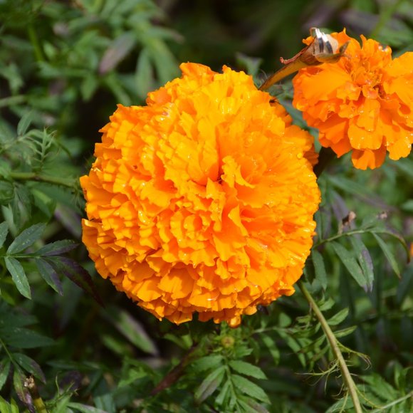 Meet your Posher, Kristine - Picture 1 of 1